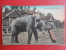 Elephant--- Elephant Carrying Timber  Hand Colored  Ca 1910-------   Ref 352 - Elefantes