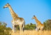 [NZ04-024  ]  Camelopardalis Giraffe  Girafe , Postal Stationery -Articles Postaux -- Postsache F - Jirafas