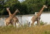[NZ04-029  ]  Camelopardalis Giraffe  Girafe , Postal Stationery -Articles Postaux -- Postsache F - Jirafas