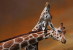 [NZ04-031  ]  Camelopardalis Giraffe  Girafe , Postal Stationery -Articles Postaux -- Postsache F - Giraffes