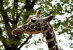 [NZ04-038  ]  Camelopardalis Giraffe  Girafe , Postal Stationery -Articles Postaux -- Postsache F - Giraffes