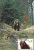 OURS,BEAR 1986,CM,MAXICARD,CARTES MAXIMUM - ROMANIA. - Ours