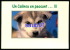 Chien Husky -  Chiot - Un Calinou En Passant ...!!!   Réf : 22014 - Chiens