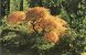Etats-Unis-OR-Oregon-PORT LAND-PORTLAND The  Japanese Garden "lace Leaf Maple ( Acer Palmatum Dissectum) In Fall Color * - Portland