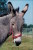 SA06- 003    @   Donkey ,    ( Postal Stationery , Articles Postaux ,  Postsache F ) - Ezels