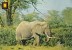 FAUNA - ANIMAIS - Nº 10 Animales Salvajes - Éléphants