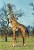 FAUNA - ANIMAIS - GIRAFA - Girafes