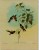 Gravures/Livre - LES COLIBRIS : Par J.Berlioz - De J. GOULD  Du 19 éme Siécle - De Superbes Sous Verre - Oiseaux - Stiche & Gravuren