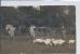 SAINT GEORGES SUR BAULCHE - Personnes Avec Des Vaches - Carte Photo - Saint Georges Sur Baulche