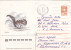 ANIMAL RODENTS,Squirrel,écureuil, 1985  AIRMAIL COVER STATIONERY ENTIER POSTAL RUSSIA. - Rodents