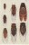 Cicada Leafhoppers Aphids, Homoptera Bug Insect, Illustrated On C1910s/20s Vintage Japan Postcard - Insetti