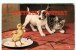 TUCK  Raphael N° 896 P - Chat Et Chien Avec Un Poussin - Cat And Dog - Artist Signed Oilette - Dos Scané - Tuck, Raphael