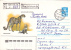 Cheetah, GUEPARD, 1985, REGISTERED, POSTAL COVER STATIONARY, RUSSIA - Félins