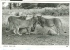 UGANDA  / SAN MARINO -POSTCARD WHITE BLACK AFRICAN WILD LIFE - Uganda