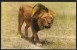 TANZANIA African Wildlife LION 1969 - Lions