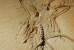(NZ10-015 )   Archaeopteryx   Fossils  , Postal Stationery-Postsache F - Fossilien
