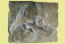 (NZ10-023 )   Archaeopteryx   Fossils  , Postal Stationery-Postsache F - Fossilien