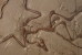 (NZ10-025 )   Archaeopteryx   Fossils  , Postal Stationery-Postsache F - Fossilien