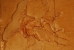 (NZ10-041  )   Archaeopteryx   Fossils  , Postal Stationery-Postsache F - Fossielen