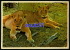 Lions - Lion -  South Africa  -  Réf : 23619 - Lions