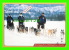 SPORT, TRAINEAUX À CHIENS - GREETINGS FROM JUKKASJAROI, SWEDEN - - Sports D'hiver