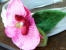 Serre-tête Satin écru Orchidée Rose Feuilles Vertes En Laine Feutrée Manuellement à L'aiguille  Dimensions: Intérieur En - Other & Unclassified
