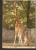 5k. FAUNA, Giraffe - Giraffa Camelopardalis - Photo Z. Raczkowska - RUCH - Girafes