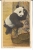 Linen Postcard Of Giant Panda Bear By Curteich - Bears