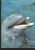 5k. FAUNA, Dolphin - 1985 - Dolfijnen