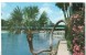 USA, The Lucky Palm, Florida's Silver Springs, Unused Postcard [P8212] - Silver Springs