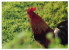 Animals And Fauna / Rooster / Cock / Coq / Postcard - Gallinacées & Faisans