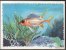 Lot De 13 Cartes Pré-decoupées Pub Biscottes Reinette, Poissons, Oceanrama - Animali