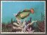 Lot De 13 Cartes Pré-decoupées Pub Biscottes Reinette, Poissons, Oceanrama - Animali