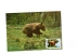 BC61964 Ours Bear  Animaux Animals Maximum Carte Maxima Perfect Shape 2 Scans - Bears