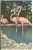 USA, Flamingos At Florida's Wild Animal Ranch, St. Petersburg, Florida, Unused Linen Postcard [P8551] - St Petersburg