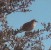 MOCKING BIRD Texas Statebird Able To Imitata Songs Of Other Birds - Autres & Non Classés