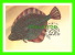 CARTE MAXIMUM, 1983 - POISSON - FISH -  CCCP 6K - SOLE - - Cartoline Maximum