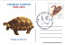 Romania,Cluj-Napoca:CHARLES DARWIN (1809 - 1882)-Origin Of Species,Origine Des Espèces,Postcarte Postale-Romania. - Turtles
