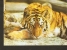 5k. FAUNA, Sibirischer Tiger - Foto By R. Rely - 1957 - Tigres