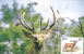 DEER, 2X, 1999, CM. MAXI CARD, CARTES MAXIMUM, CHINA - Selvaggina