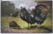 CPA Litho CHROMO Illustrateur MÜLLER Mueller PALETTE Coq Poule Noir A Crete Blanche Herisson 1908 ESPAGNA - Mueller, August - Munich