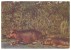HIPPOPOTAMUSES -  (Ed. Elmar) Carte Postale - Flusspferde