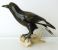 Statuette ROYAL DUX Oiseau Bird Porcelaine Réveilleur Lifesize Figurine - Andere & Zonder Classificatie