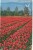 Holland, Netherlands, Keukenhof, Lisse-Holland, 1967 Used Postcard [P8943] - Lisse