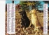 Almanach Des PTT 1984  "cerf / Labradors" Chiens OBERTHUR - Big : 1981-90