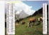 Almanach Des PTT 1986  "Vallée Des Aravis (Haute-Savoie)" / Vallée De Manigod (Haute-Savoie)" église, Vaches, OBERTHUR - Formato Grande : 1981-90