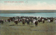 Assiniboia Saskatchewan - Gull Lake - Cattle Ranch - Animals Agriculture - Unused - VG Condition - 2 Scans - Autres & Non Classés