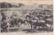 Tanger - Gran Soco - Vendedores De Paja / Cattle Market, ± 1910 /  1920 - Tanger