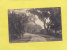 CPA Photo - SAVANNAH - Suburban Road - Christmas Greetings - American Red Cross - Savannah