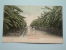 A BANANA AVENUE - Anno 1906 ( Zie Foto Voor Details ) !! - South Africa